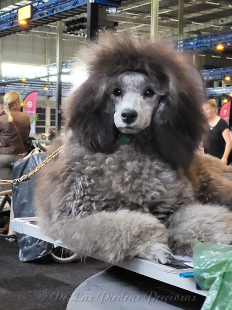 klik om te vergroten Bella op de IDS Pinkstershow in Gorinchem, 28 mei 2023