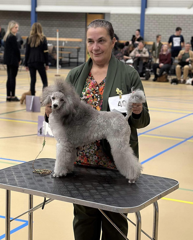 klik om te vergroten Bella op de Poedel Clubmatch te Woudenberg (15-10-2023)