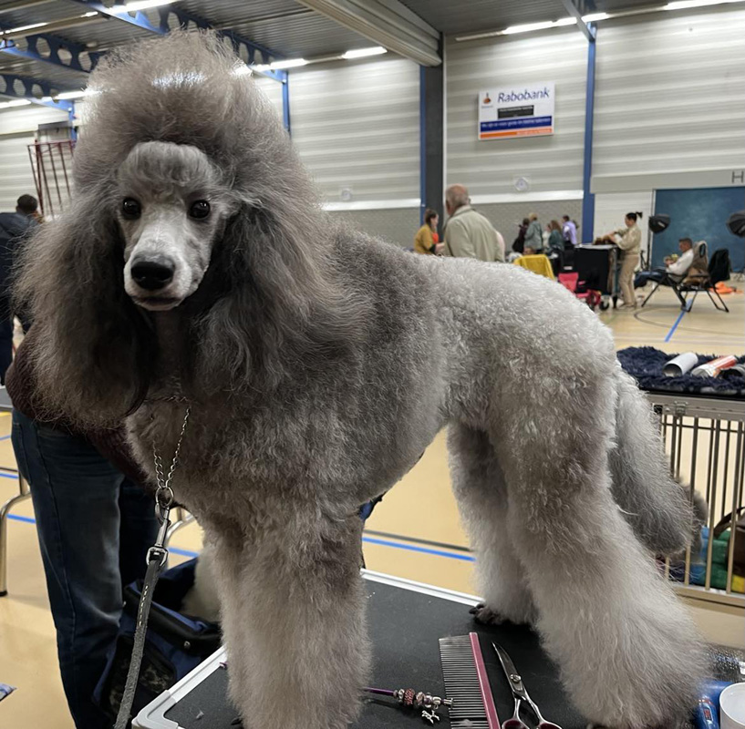 klik om te vergroten Vayen op de Poedel Clubmatch te Woudenberg (15-10-2023)