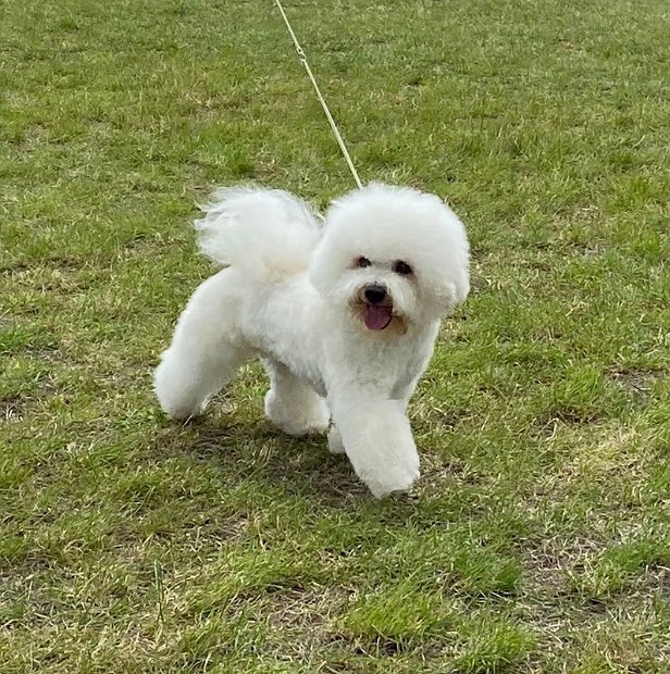 klik om te vergroten Hondenshow te Utrecht, 3 juli 2022