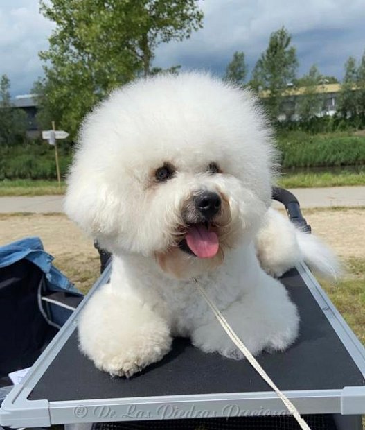 klik om te vergroten Hondenshow te Utrecht, 3 juli 2022