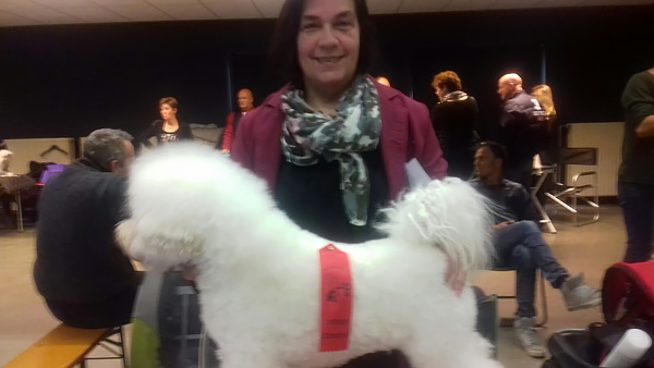 klik om te vergroten Hondenshow KC de Kempen februari 2018