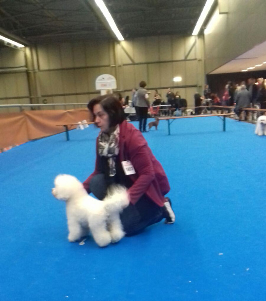 klik om te vergroten Hondenshow KC de Kempen februari 2018