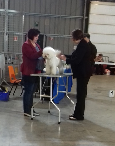 klik om te vergroten Koninklijke Schaal der Kempen 2018