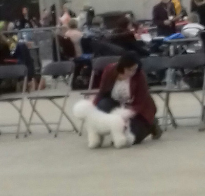 klik om te vergroten Dogshow Goes maart 2018