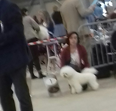 klik om te vergroten Dogshow Goes maart 2018