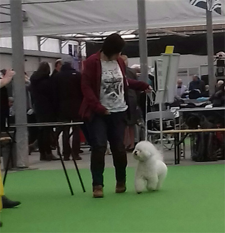 klik om te vergroten International Dogshow KV Rijnland maart 2018