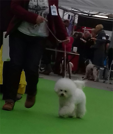 klik om te vergroten International Dogshow KV Rijnland maart 2018