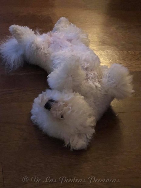 143996932_857084421742014_1907337754427121977_n