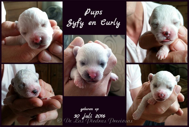 pups Syfy en Curly