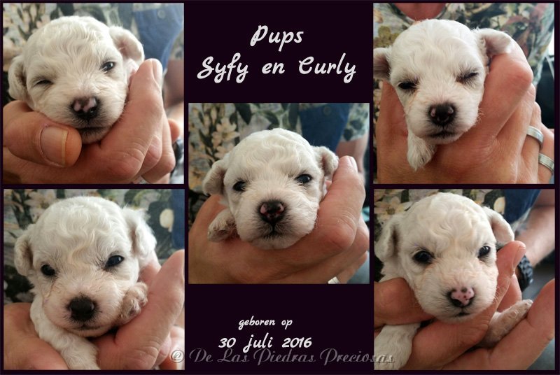 pups Syfy en Curly