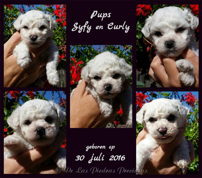 pups Syfy en Curly