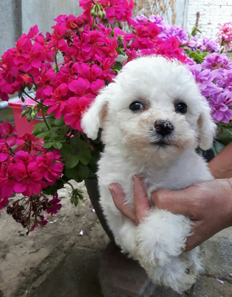 Knud (klik om te vergroten) Knud