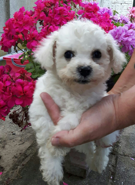 Kesara (klik om te vergroten) Kesara