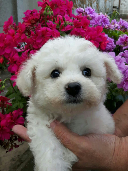 Kiss of Joy (klik om te vergroten) Kiss of Joy