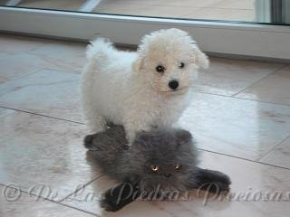 Puppy Bichon