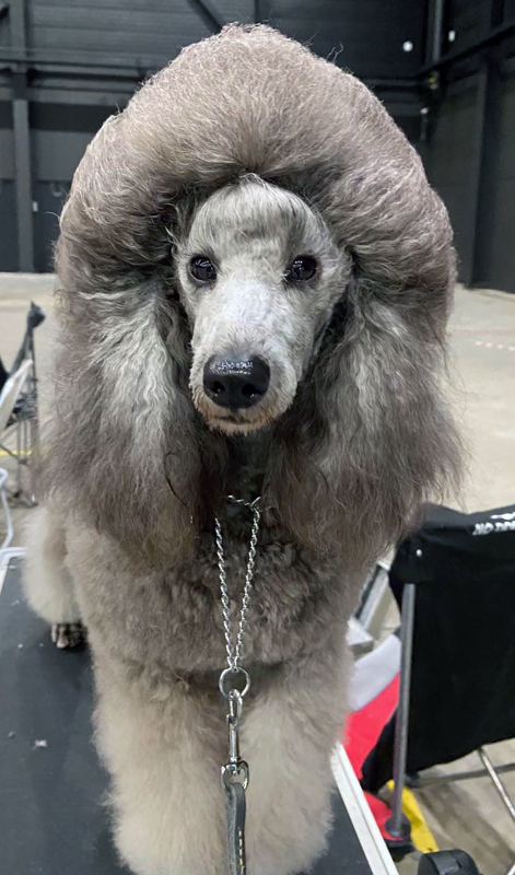 klik om te vergroten Hondenshow KC Oss in de Brabanthallen in Den Bosch, 29 april 2023