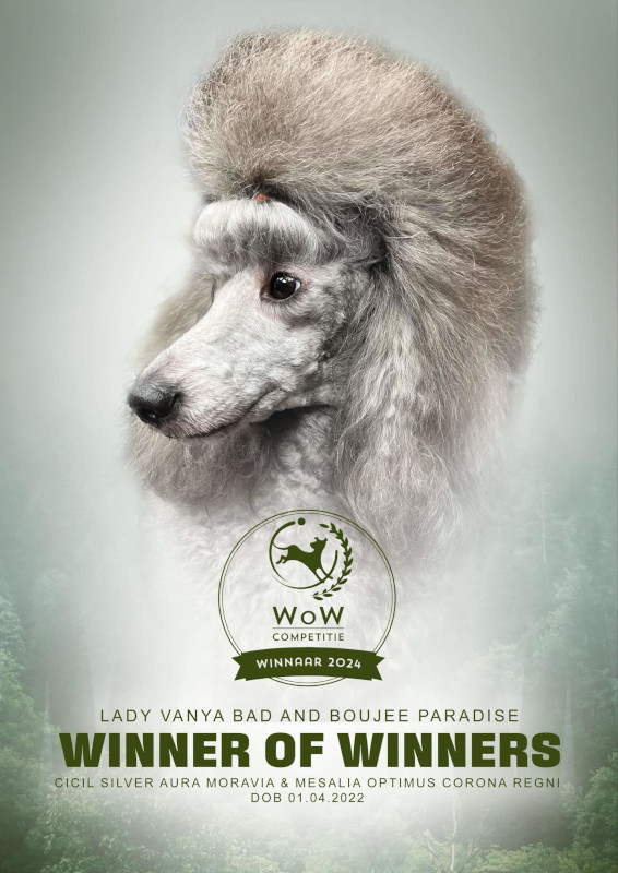 klik om te vergroten beste middenslag poedel 2024