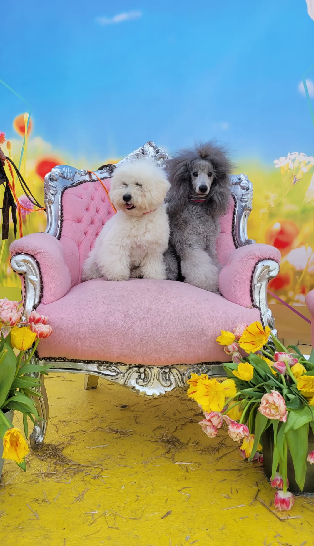 klik om te vergroten Romy en Vayen op de Dogshow Rijnland in Hazerswoude (15-04-2024)