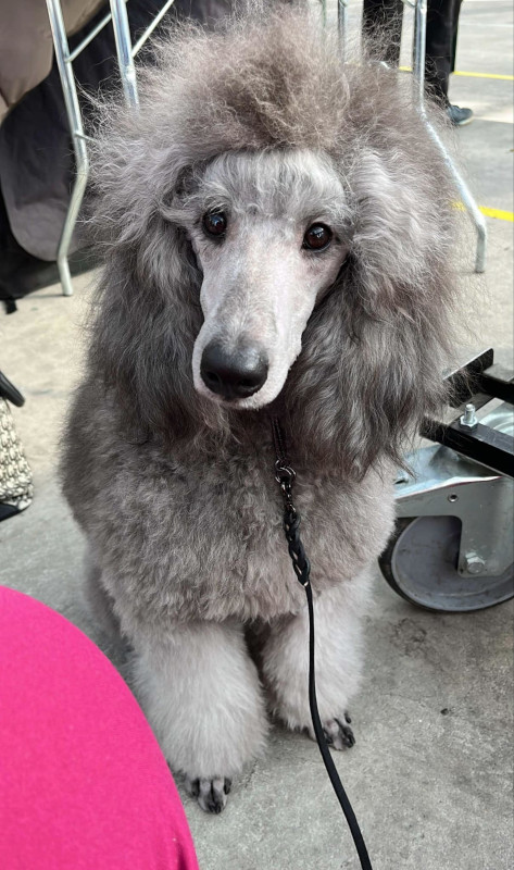 klik om te vergroten Finn op de Dogshow in Hazerswoude in maart 2025
