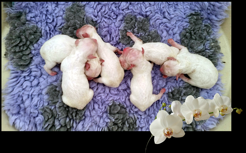 Puppy's geboren op 10 juli 2015 Puppy's geboren op 10 juli 2015