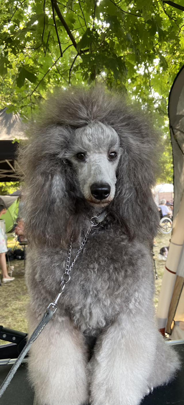 klik om te vergroten Vayen op de Show der Kempen in Turnhout (BE), 9 juli 2023