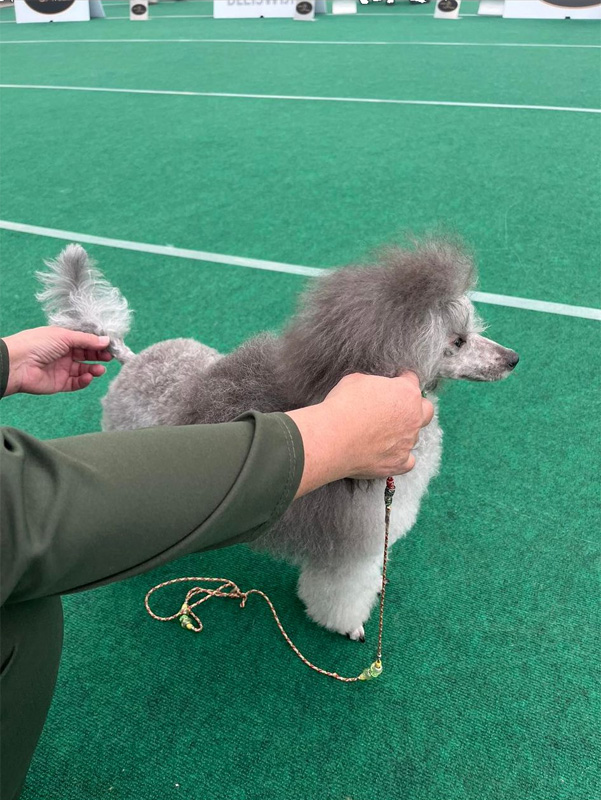 klik om te vergroten Bella op de 32nd Dogshow Bleiswijk (22-10-2023)