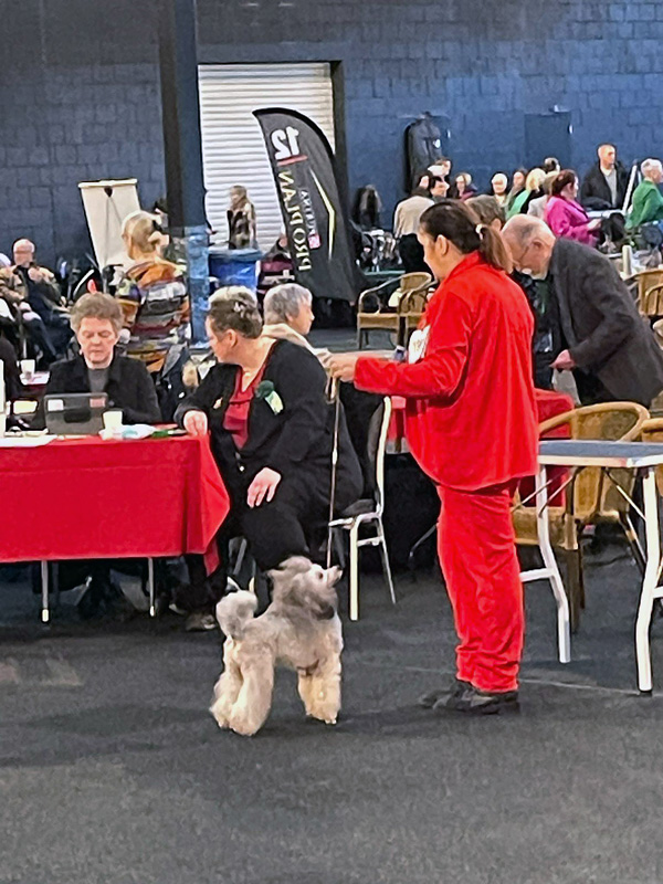 klik om te vergroten Bella op de Kerstshow in Gorinchem (10-12-2023)