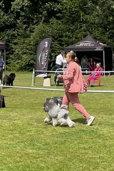 klik om te vergroten Vayen op de Dogshow in Waalwijk (14-07-2024)