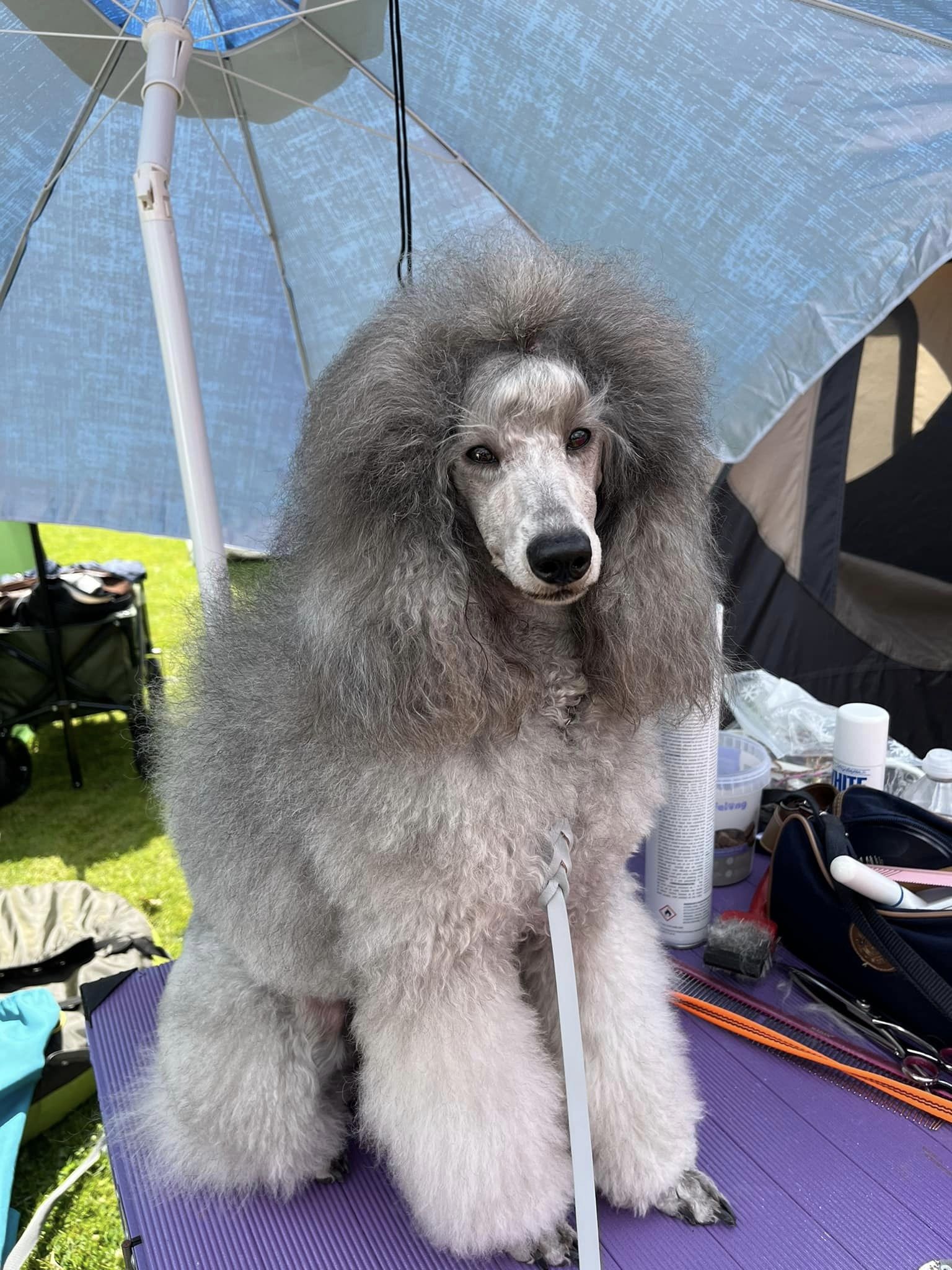 klik om te vergroten Vayen op de Dogshow in Waalwijk (14-07-2024)