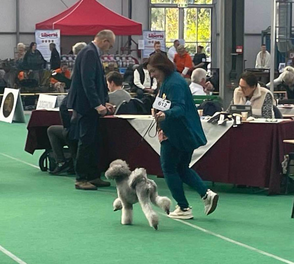 klik om te vergroten Vayen op de Dogshow Bleiswijk te Hazerswoude (2-11-2024)