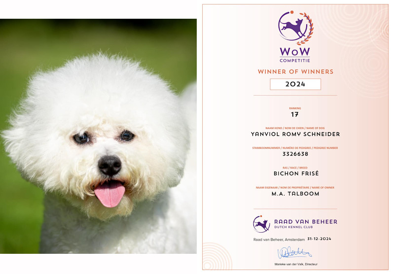 klik om te vergroten Romy nr 17 Bichon Frisé WoW 2024