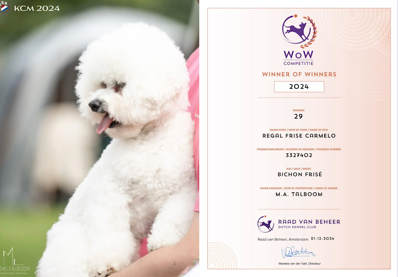 klik om te vergroten Tommy nr 29 Bichon Frisé WoW 2024