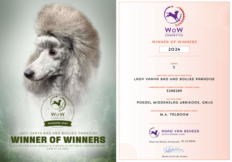 klik om te vergroten Vayen best medium poodle WoW 2024