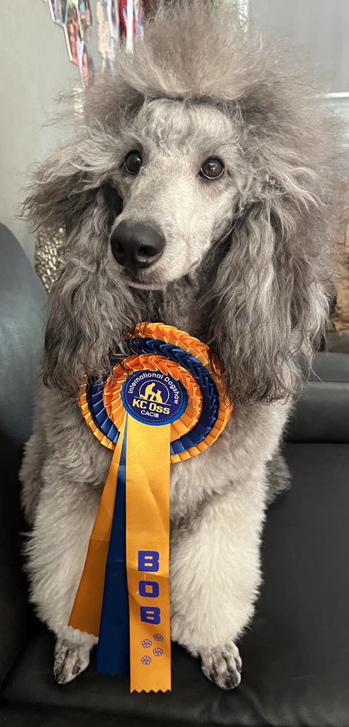 klik om te vergroten Zilver poeder met showlint