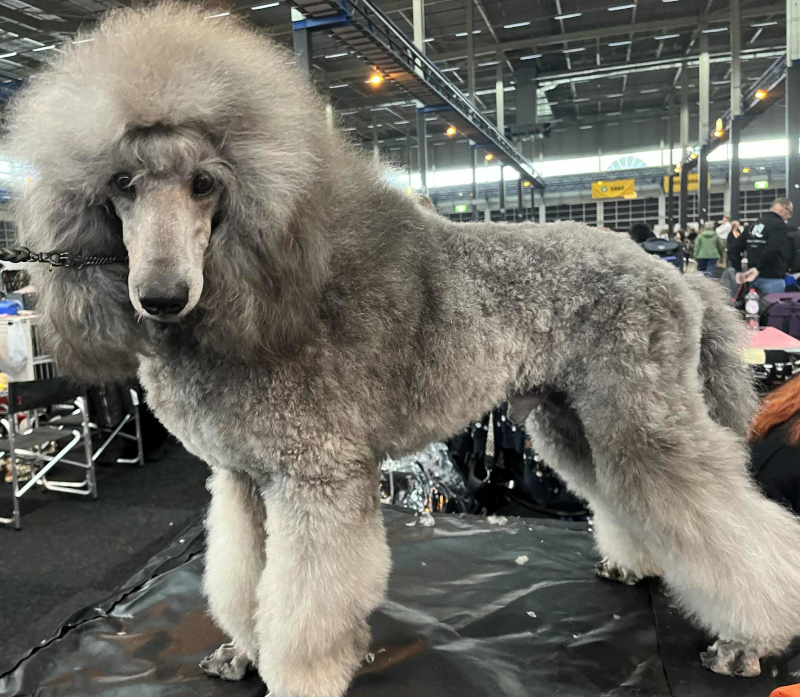 klik om te vergroten Zilver poedel op hondenshow