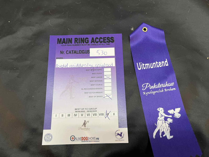klik om te vergroten Paars toegangsbewijs voor de ere-ring van de Pinkstershow 2025 in Gorinchem, catalogusnummer 530, voor het ras 'Poedel middenslag geëvalueerd', met aanduidingen van behaalde titels waaronder 'Best Junior', 'Best of Breed', en FCI groep VIII. Daarnaast een paars lint met de tekst 'Uitmuntend' en 'Pinkstershow Kynologenclub Arnhem', versierd met een afbeelding van een hond en duif.
