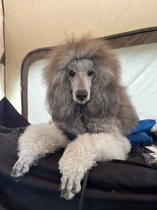 klik om te vergroten Zilver poedel op hondenshow