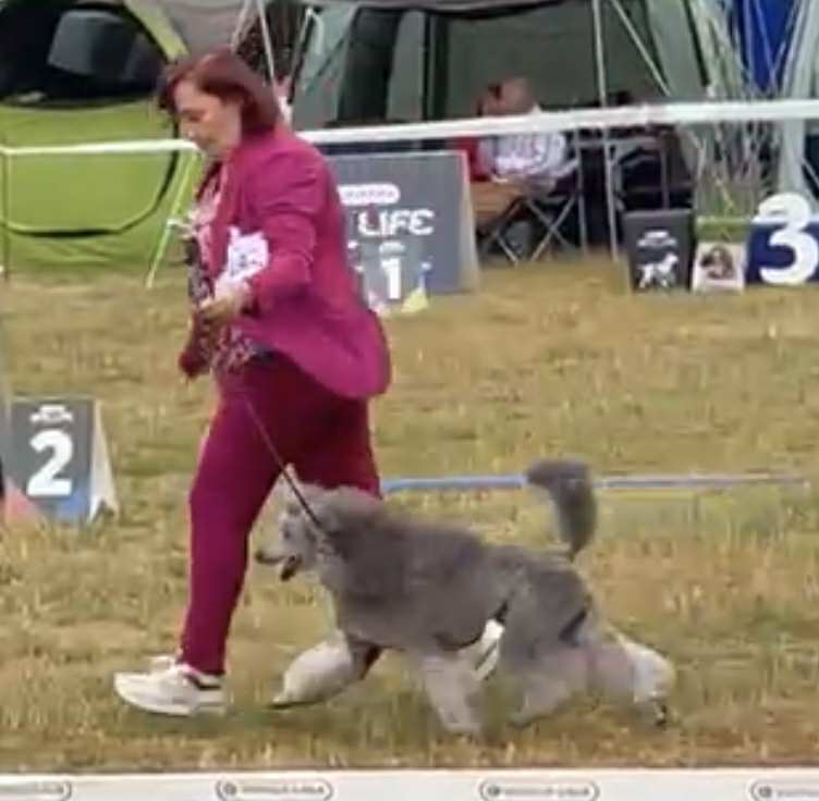 klik om te vergroten Alt tekst: Een vrouw in een paarse outfit loopt met een grijze poedel in een showring tijdens een hondenshow. Op de achtergrond zijn tenten en nummerborden zichtbaar, met de cijfers 1, 2 en 3. De hond loopt trots naast de handler.