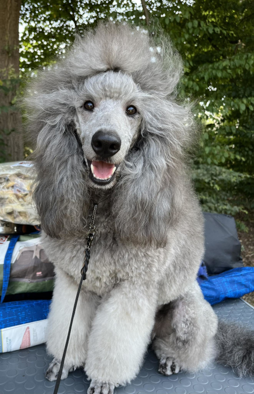 klik om te vergroten Zilver poedel op hondenshow