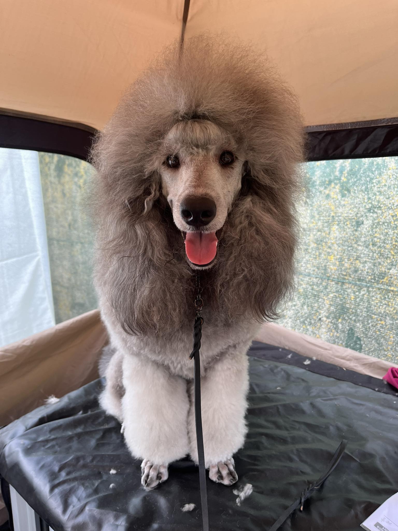 klik om te vergroten Zilver poedel op hondenshow