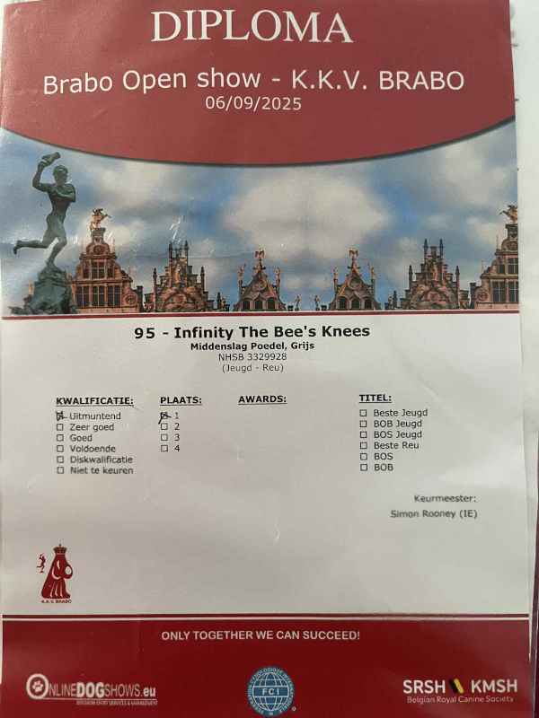 klik om te vergroten Diploma Brabo Open Show 2025 van K.K.V. BRABO voor de middenslag poedel Infinity The Bee’s Knees (grijs, reu, jeugdklasse, NHSB 3329928). Behaald: kwalificatie Uitmuntend en 1e plaats, keurmeester Simon Rooney (IE). Achtergrond met Antwerpse gildehuizen en standbeeld.