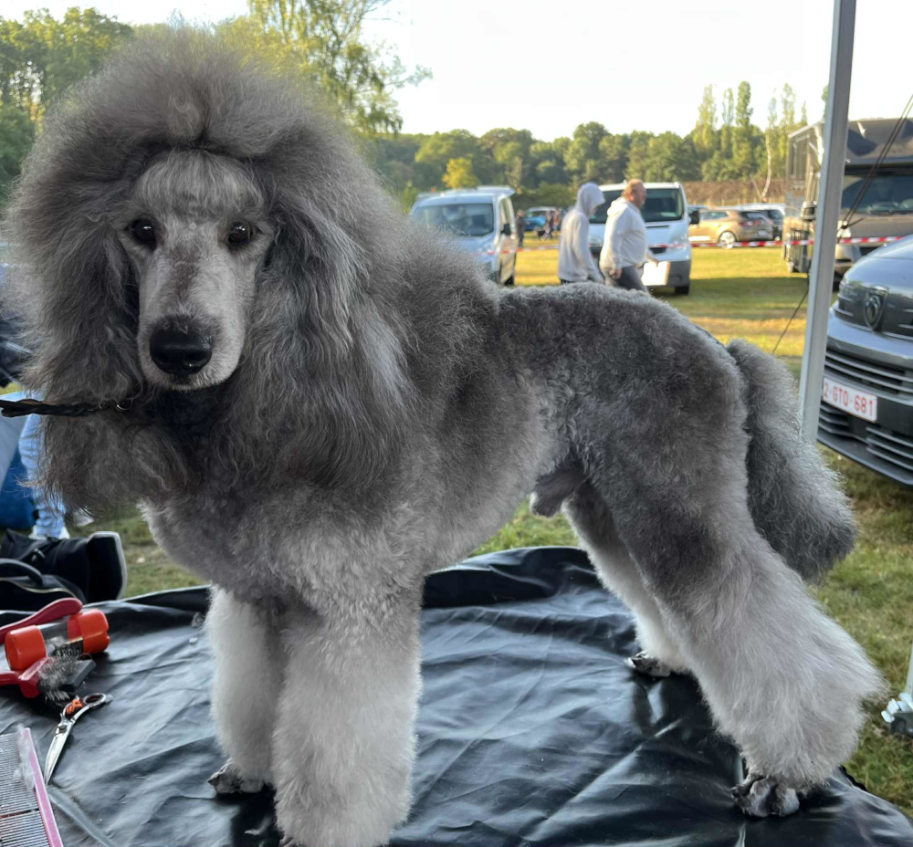 klik om te vergroten Zilver poedel op hondenshow