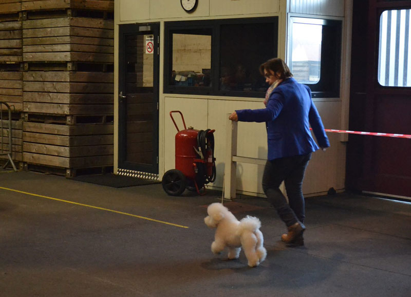 klik om te vergroten show Hoogstraten