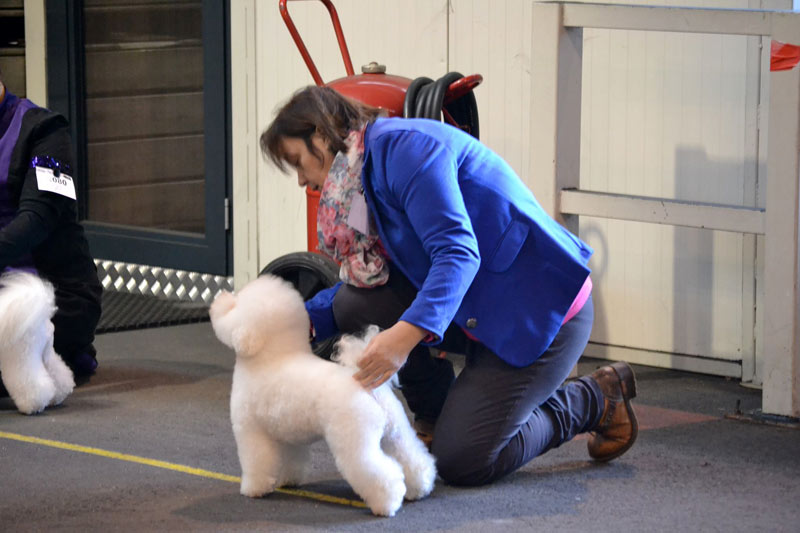 klik om te vergroten show Hoogstraten